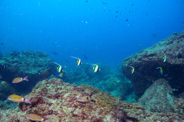 Fototapeta premium ツノダシ（ツノダシ科）、サザナミヤッコ（キンチャクダイ科）、チョウチョウウオ（チョウチョウウオ科）、アカヒメジ（ヒメジ科）他群れ。 伊豆諸島式根島-2020年10月 Zebra angelfish (Pomacanthus semicirculatus) Oriental ButterflyFish (Chaetodon aurites) Yellowfin goatfish (Mulloidic