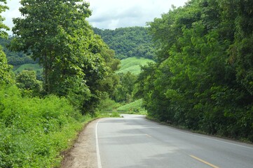 winding road in the forest
