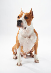 Studio portrait of a focused American Staffordshire Terrier. The dog sharp gaze and muscular build...