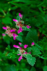 Lamium purpureum, Red Deadnettle.