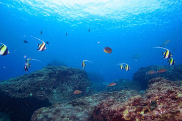 ツノダシ（ツノダシ科）、サザナミヤッコ（キンチャクダイ科）、チョウチョウウオ（チョウチョウウオ科）、アカヒメジ（ヒメジ科）他群れ。
伊豆諸島式根島-2020年10月
Zebra angelfish (Pomacanthus semicirculatus)
Oriental ButterflyFish (Chaetodon aurites)
Yellowfin goatfish (Mulloidic