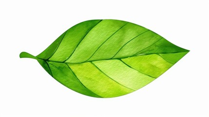 Obraz premium Stunning watercolor artwork of a green leaf for nature designs. Ideal for ecofriendly projects and illustrations. Clean, isolated background.