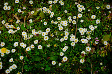  Bellis perennis, Daisy or Field Daisy. © Tiago
