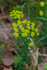 Euphorbia Cyparissias.