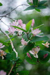 Tatarische Heckenkirsche