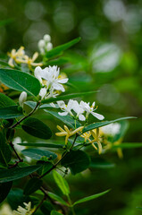 Tatarische Heckenkirsche