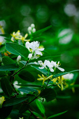 Tatarische Heckenkirsche