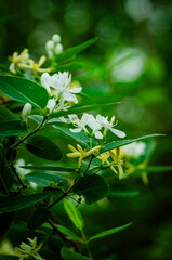 Tatarische Heckenkirsche
