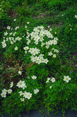 Anemonoides nemorosa.