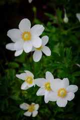 Anemonoides nemorosa.