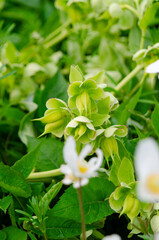 Helleborus foetidus.