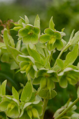 Helleborus foetidus.