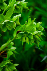 Helleborus foetidus.