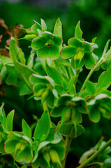 Helleborus foetidus.