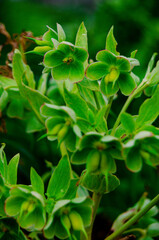 Helleborus foetidus.