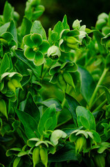 Helleborus foetidus.