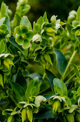 Helleborus foetidus.