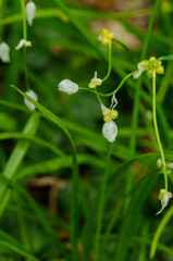 Allium paradoxum, Paradox Leek.