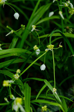 Allium paradoxum, Paradox Leek.