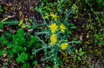 Sanecio Vernalis, flower.