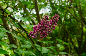 Syringa, flower.