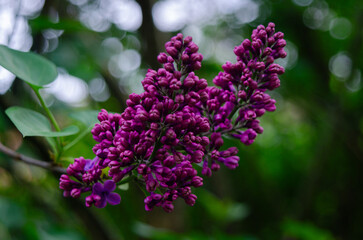 Obraz premium Syringa, flower.
