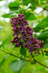 Syringa, flower.