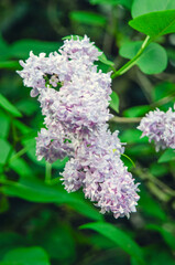 Syringa, flower.