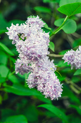 Syringa, flower.