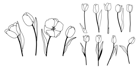 Hand drawn tulips outline isolated on a white background. Vector floral illustration