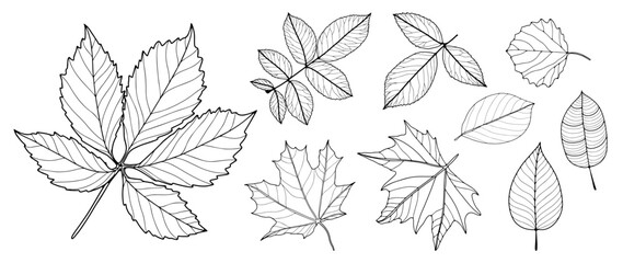 Outline of different types of leaves isolated on white background. Foliage, maple leaves, branches. Hand drawn vector botanical illustration