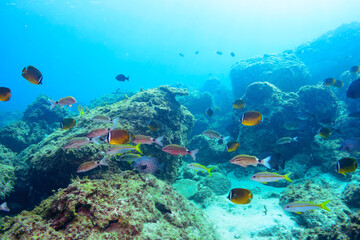 チョウチョウウオ（チョウチョウウオ科）、ヒレグロコショウダイ（イサキ科）、アカヒメジ（ヒメジ科）、ヘラヤガラ（ヘラヤガラ科）、イシガキダイ（イシダイ科）他群れ。
伊豆諸島式根島-2020年10月
Oriental ButterflyFish (Chaetodon aurites)
Lesson's thicklip (Plectorhinchus lessonii)
Painted flutemo