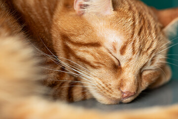 Adorable red cat laying and relaxing.