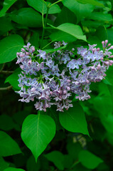 Syringa, flower.