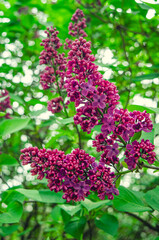 Syringa, flower.