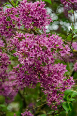 Obraz premium Syringa, flower.