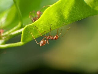 Weaver ants or Oecophylla are under the leaves