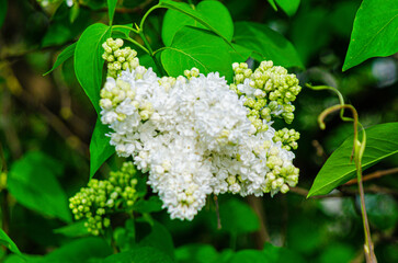 Syringa flower.