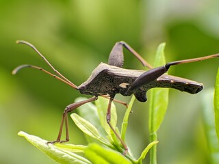 Sangit grasshopper (Leptocorisa oratorius) on orange leaves with blurred background