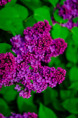 Syringa flower.