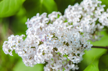 Syringa flower.