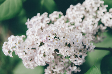 Syringa flower.