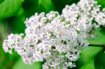 Syringa flower.