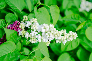 Syringa flower.