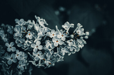 Syringa flower.