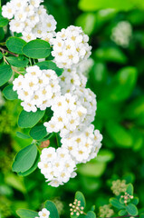 Spirea Aguta, flower.