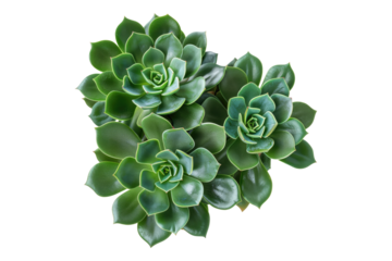 Attractive green plant with succulents isolated on transparent background