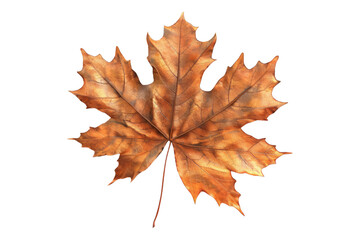 Fototapeta premium Autumn maple leaves isolated on transparent background