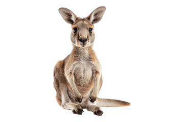 Baby Kangaroo isolated on transparent background