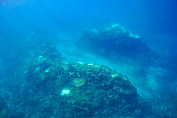 Fototapeta premium 素晴らしいサンゴ礁と美しい白い砂地の海底。東京都伊豆諸島式根島-2020年10月 